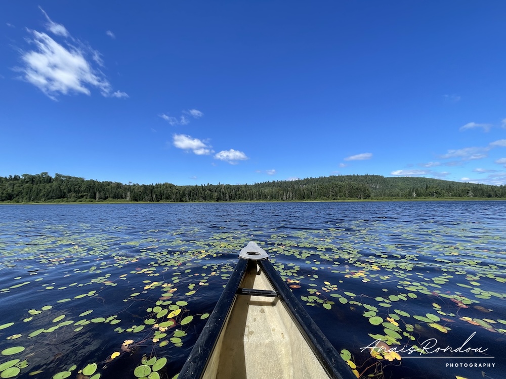 Vue sur le lac Anticagamac et ses nénuphars depuis le canot