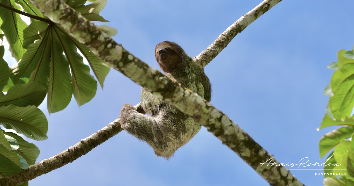 15 animaux emblématiques du Costa Rica à voir lors de votre voyage