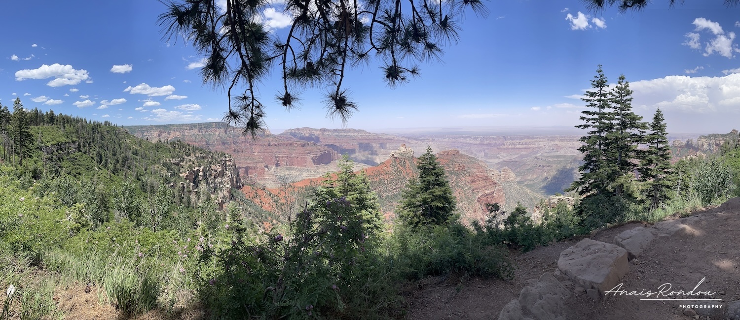 Grand Canyon Cape Royal Point de vue sur le Grand Canyon depuis Cape Royal sur la rive nord avec sa végétation