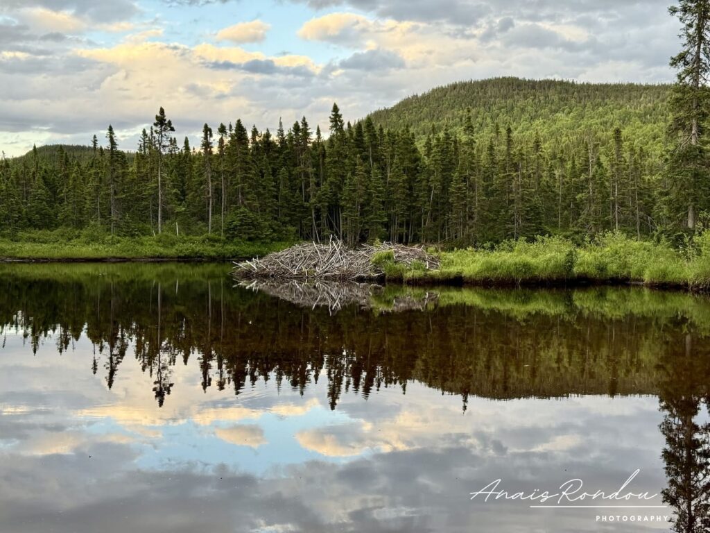 Barrage de castors au milieu d'un lac avec le reflet des collines et arbres