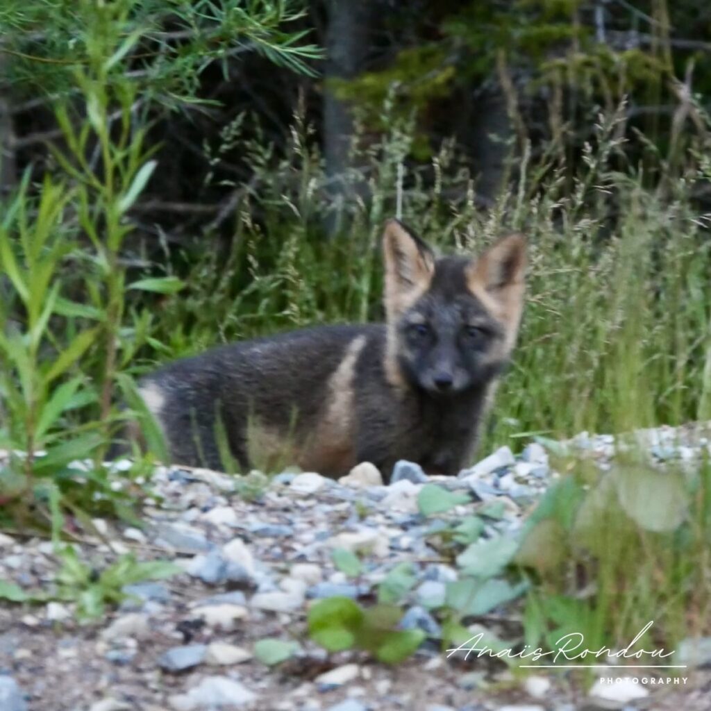 Bébé renard argenté de teinte noir et roux mélangé à Terre-Neuve