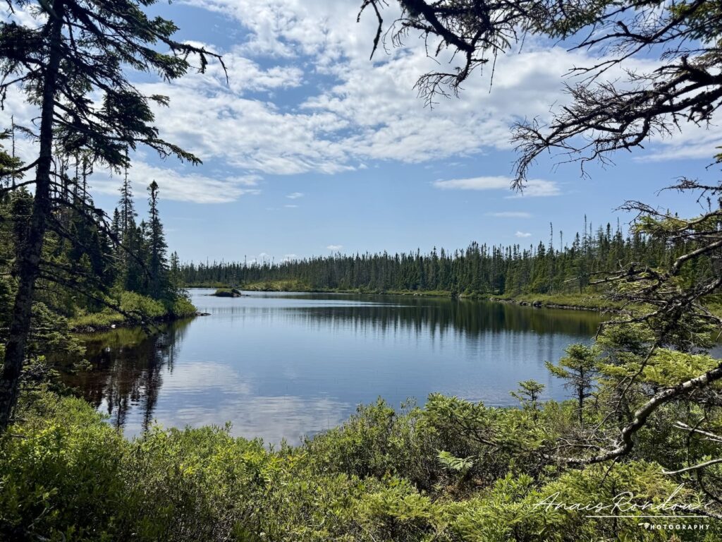 Lac entouré de sapins sur le sentier de la Colline Ochre à Terra-Nova