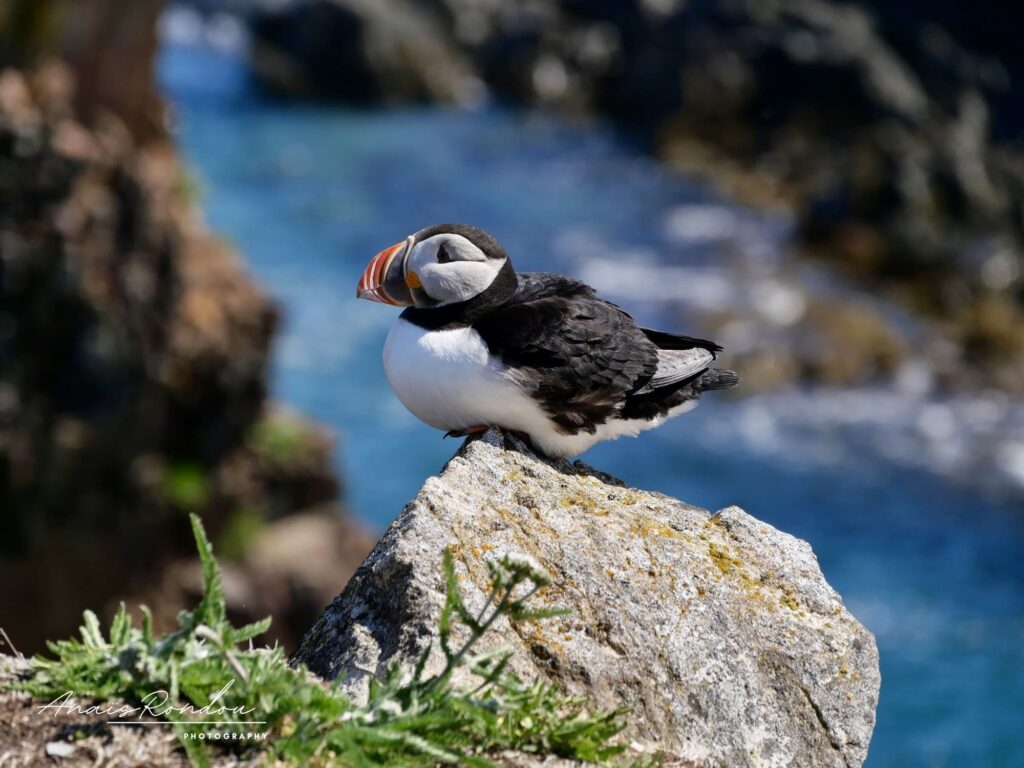 Macareux posé sur un petit rocher devant la mer dans la péninsule de Bonavista