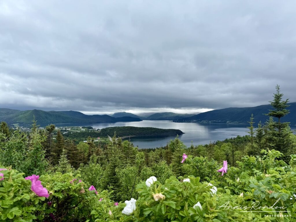Norris Point parc du Gros-Morne Vue sur un grand lac sous un ciel nuageux et sombre avec des fleurs en avant plan à Norris Point