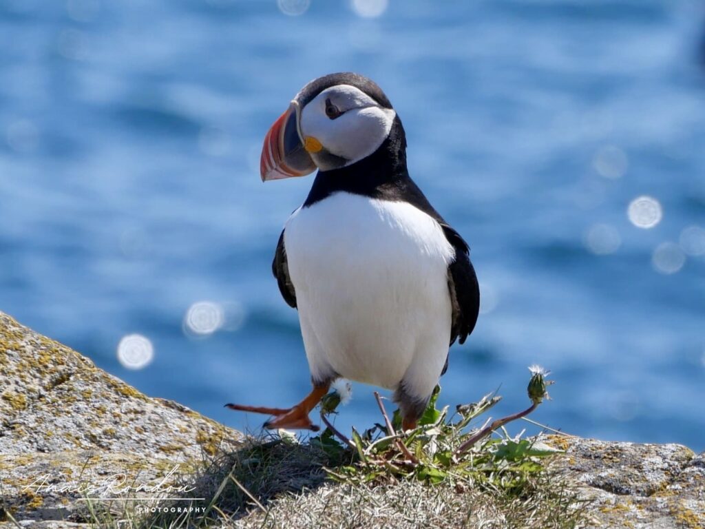 Oiseau macareux qui marche sur de la roche à Elliston