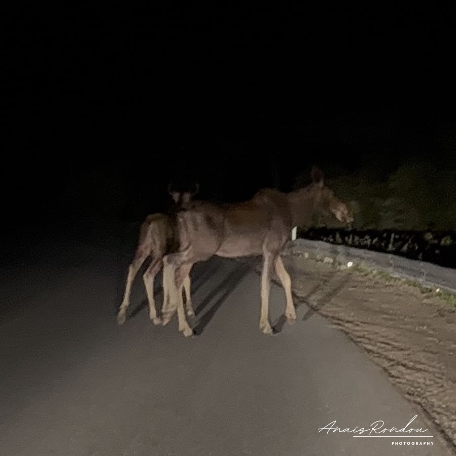 Deux orignaux sur la route durant la nuit à Terre-Neuve