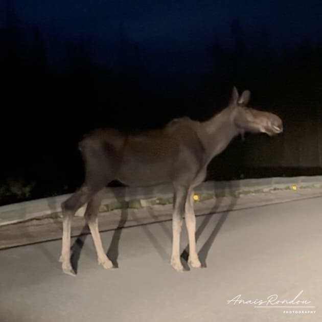 Orignal sur la route pendant la nuit au parc national du Gros-Morne