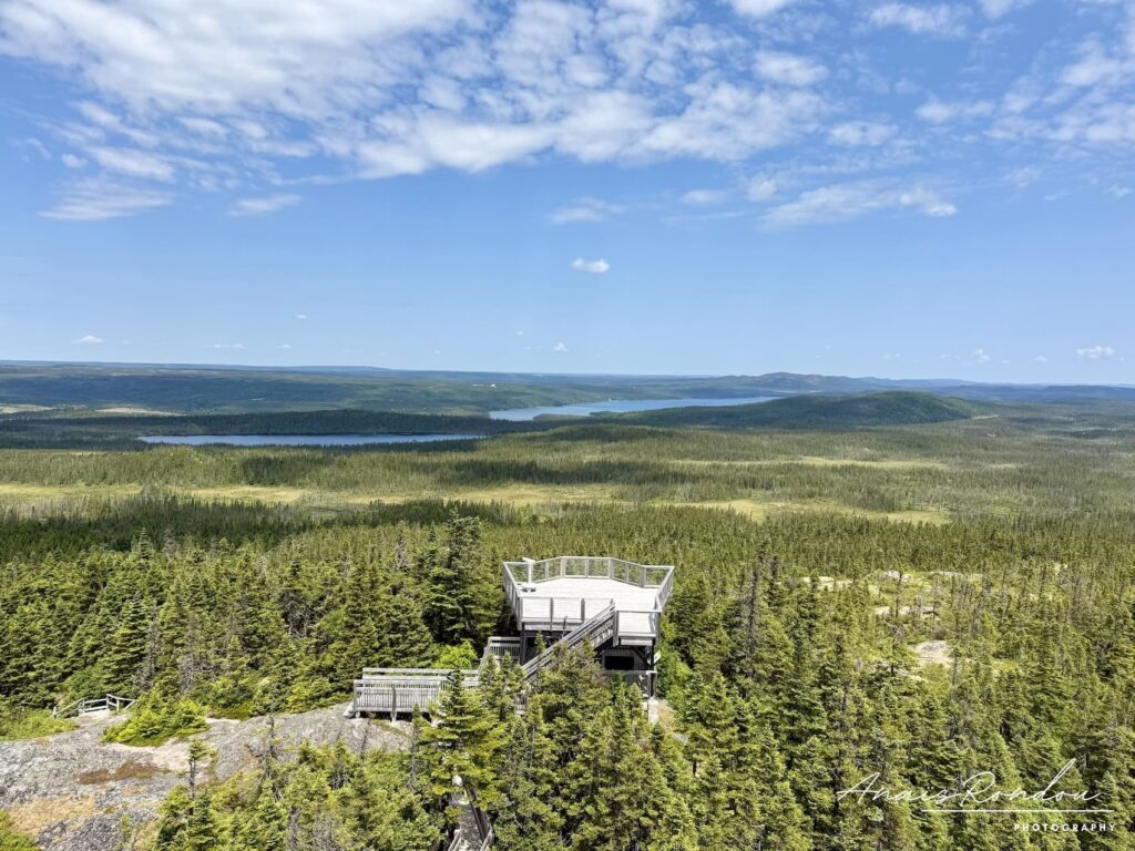 Vue sur le parc national de Terra-Nova et ses forêts depuis la tour de la colline ochre