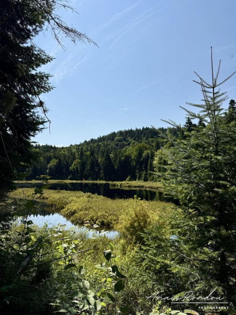 Lac entre des arbres sur le sentier des chutes Waber