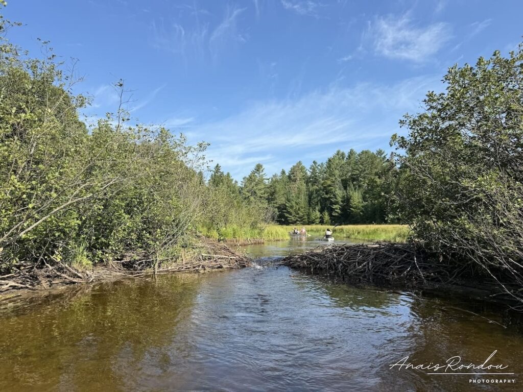 Barrage de castor au milieu du cours d'eau