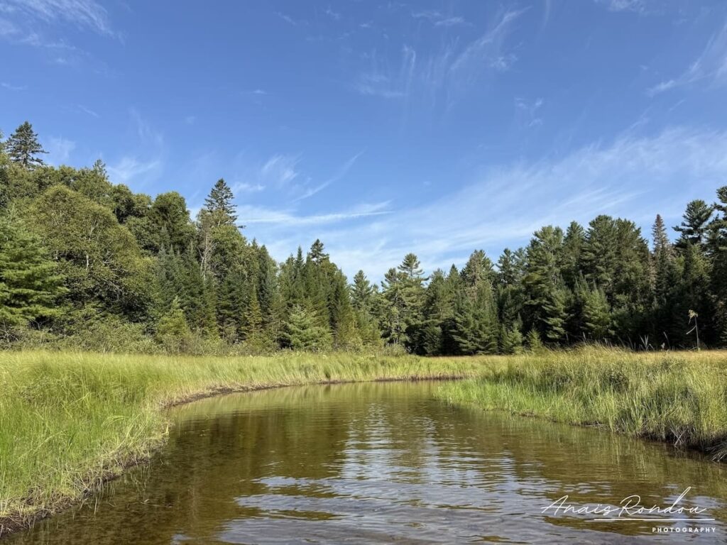 Cours d'eau au coeur de la nature verte