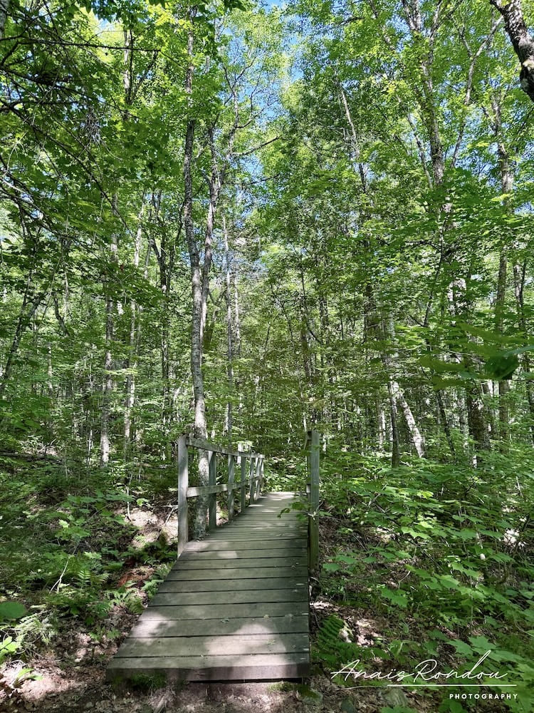 Pont en bois au milieu de la forêt sur le sentier des Chutes Waber au parc de la Mauricie