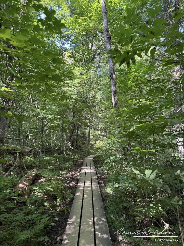 Ponton en bois au milieu de la forêt sur le sentier de randonnée des Chutes Waber