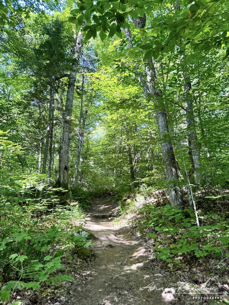 Sentier de randonnée dans les bois vers les chutes Waber en Mauricie