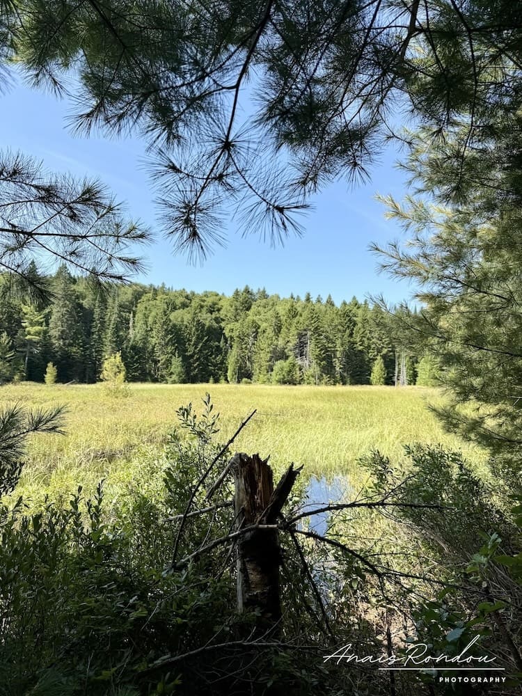 Vue sur la nature depuis le sentier menant aux chutes Waber