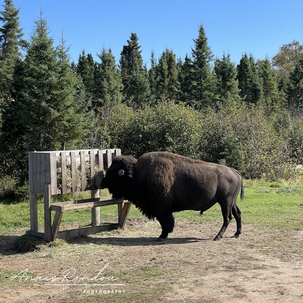 Bison qui mange du foin dans une mangeoire au Zoo Sauvage de Saint-Félicien