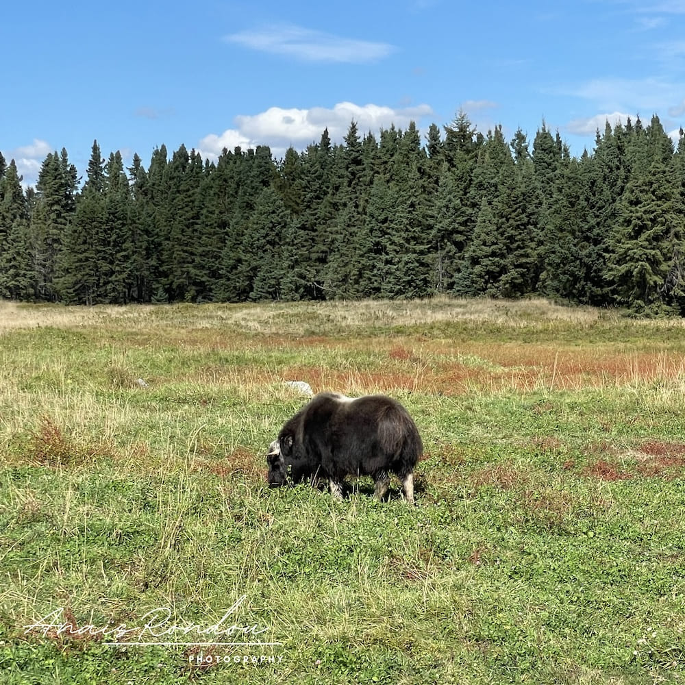Boeuf musqué dans une prairie au Zoo Sauvage de Saint-Félicien