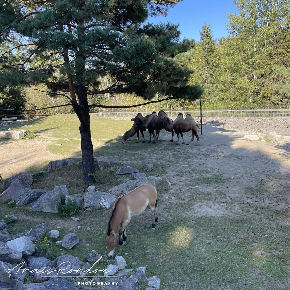 Cheval de Przewalski et chameaux au zoo sauvage de Saint-Félicien au Lac Saint-Jean