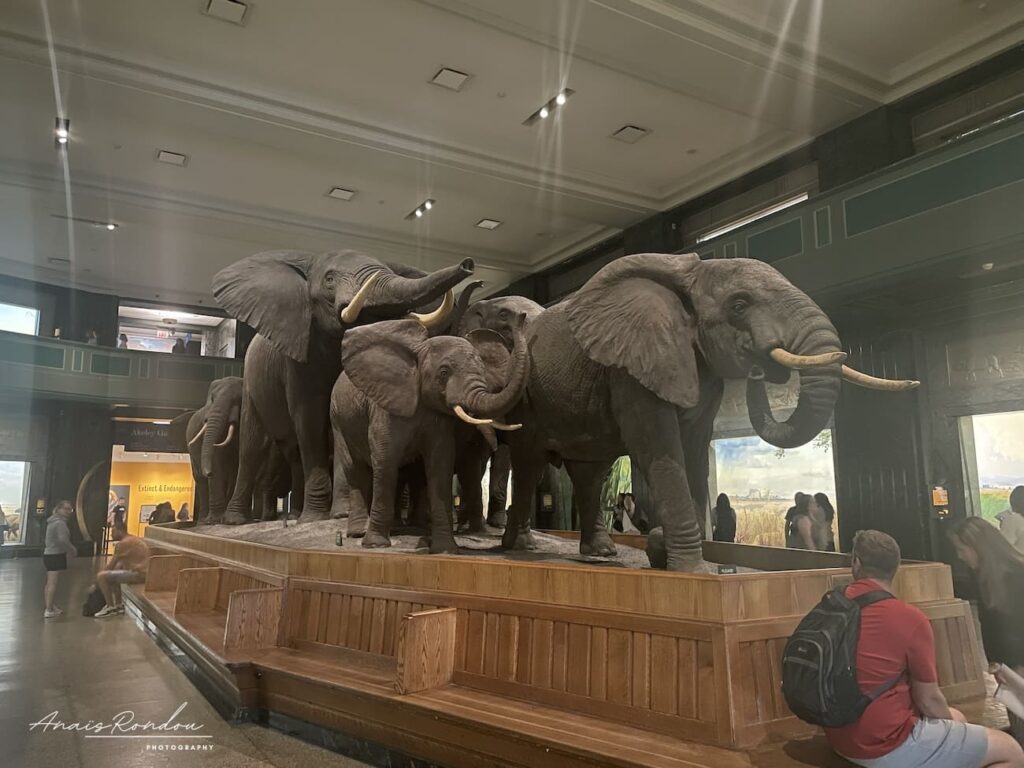 Représentation d'éléphants dans le musée américain d'histoire naturelle