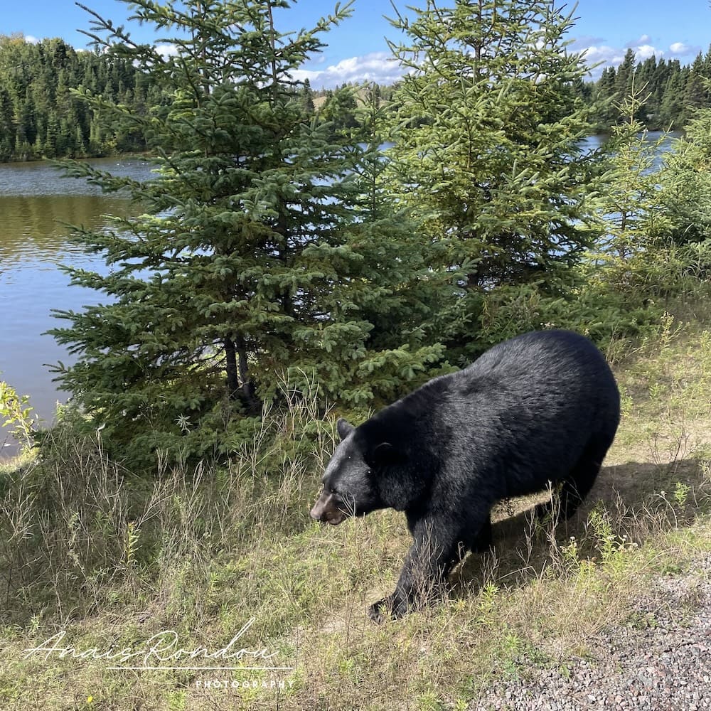 Ours noir qui marche au bord d'un lac proche de sapin au zoo Saint-Félicien