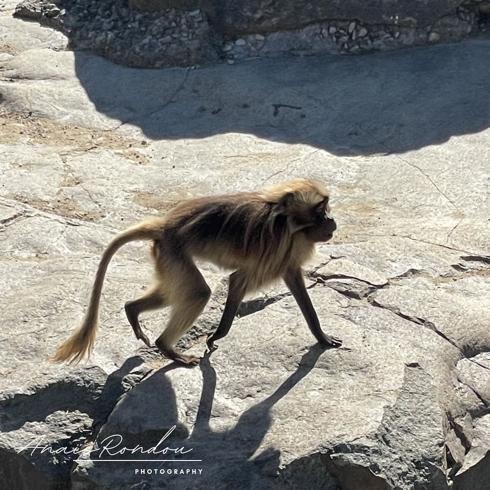 Singe de la région boréale qui marche au zoo sauvage Saint-Félicien