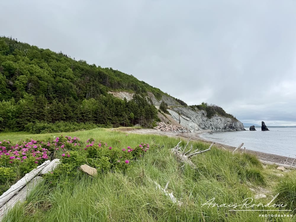 Paysage de bord de route avec falaises et végétation depuis le Cabot Trail