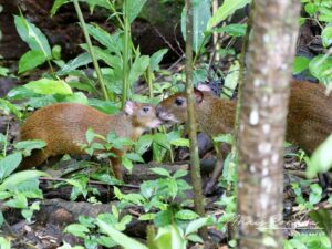 Une mère agouti et son jeune dans la forêt du Costa Rico lors d'un tour guidé