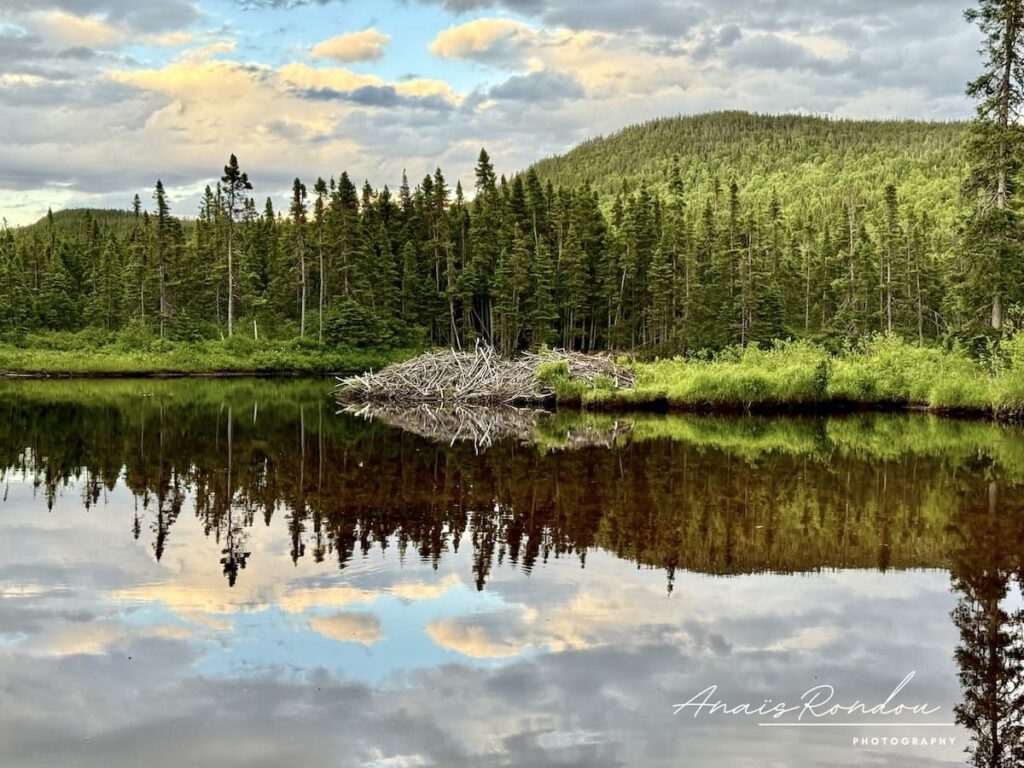Barrage de castors étang Bras Southwest Barrage de castor au milieu de l'étang Bras-Southwest et d'une forêt de sapins verts au parc national Terra-Nova