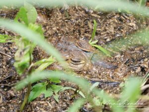 Un caiman camouflé dans une marre au parc national Corcovado au Costa Rica