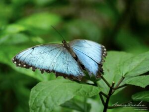 Papillon bleu posé sur une feuille rencontrée lors d'un tour guidé au Costa Rica