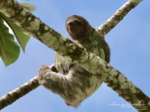 Paresseux accroché à une branche
