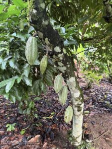 Arbres à fèves de cacao vertes au Costa Rica