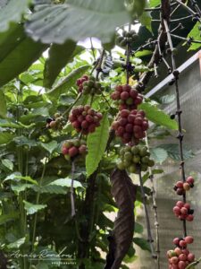 Plantation de café au Costa Rica