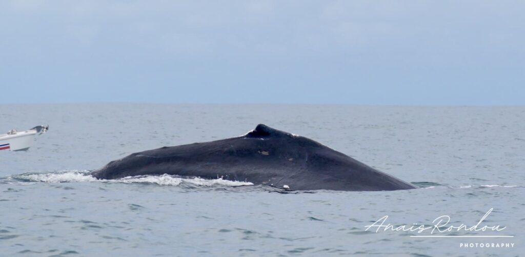 Dos de baleine au milieu de la mer au parc national Marino Ballena au Costa Rica