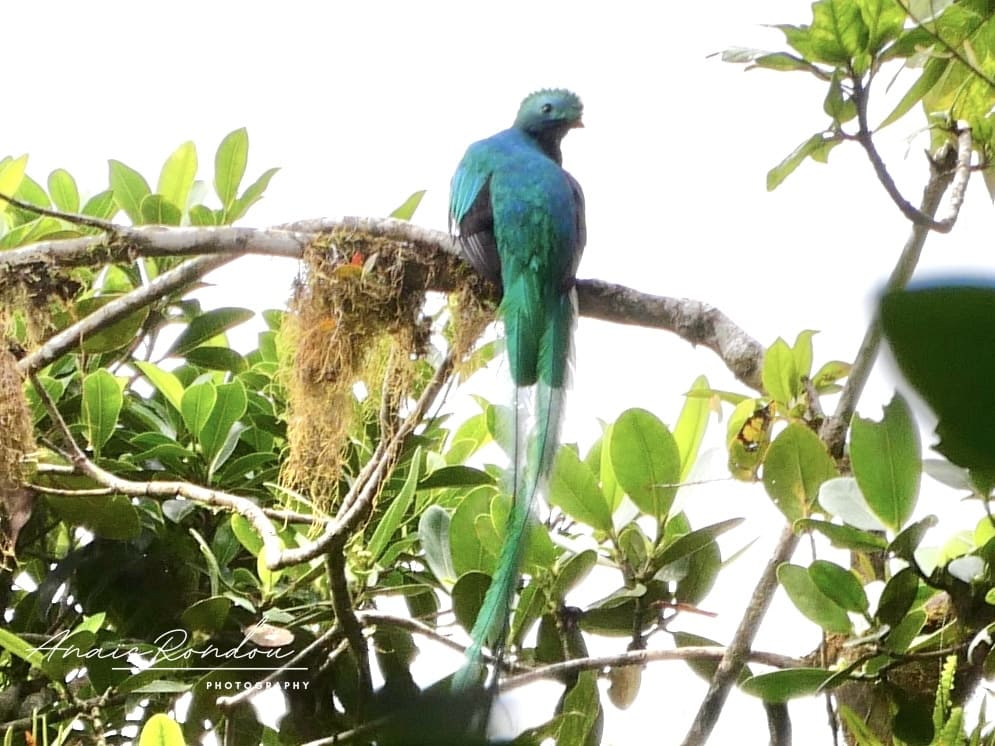 Oiseau bleu et vert nommé Quetzal dans la forêt de nuages à Monteverde