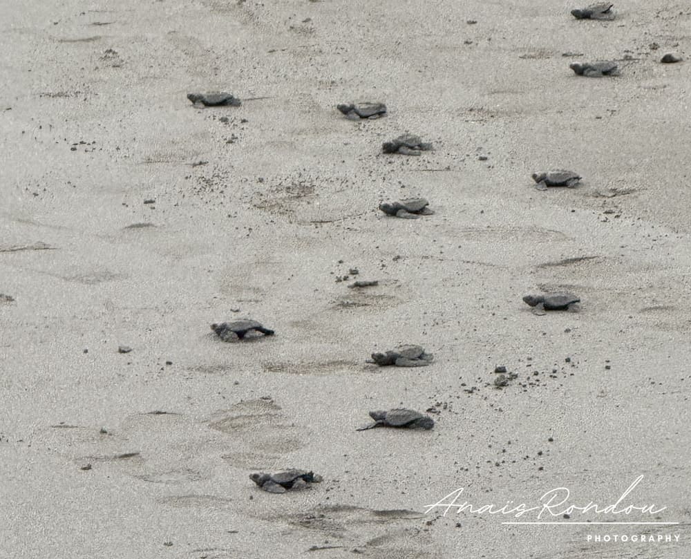 Bébés tortues sur la plage au Costa Rica
