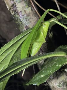 Sauterelle à Cornes durant un night tour au Costa Rica