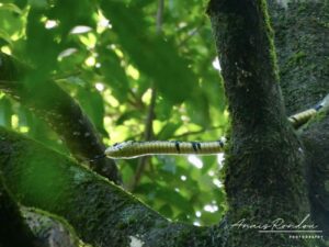 Serpent dans un arbre au parc national Corcovado au Costa Rica