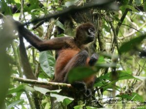 Singe araignée assis sur une branche au parc national Corcovado