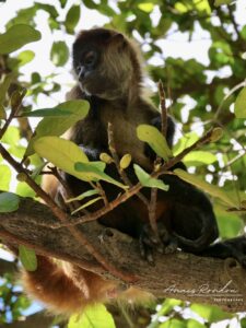 Singe araignée assis dans un arbre au parc Rincon de la Vieja
