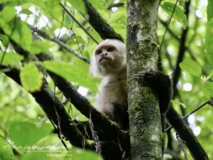 Singe capucin dans les arbres au parc national Corcovado au Costa Rica