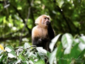 Singe capucin qui mange dans un arbre au parc national Manuel Antonio