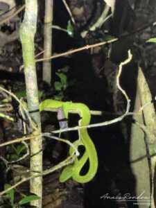 Vipère verte observée lors d'un night tour au Costa Rica
