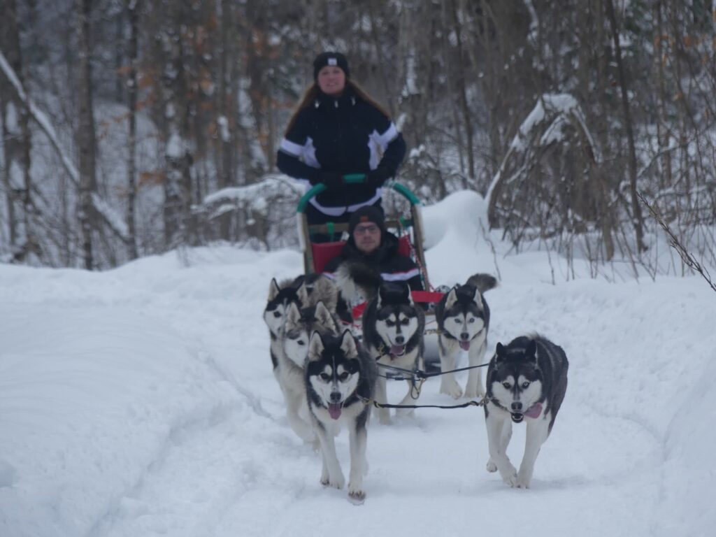 Chien de traineau en hiver au Quebec Activité chien de traineau en hiver dans une forêt du Québec