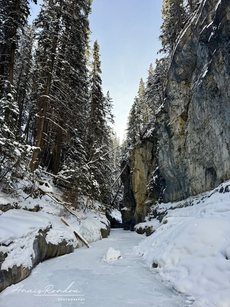 Randonnée à Grotto canyon entre sapin et parois rocheuses sur une rivière gelée