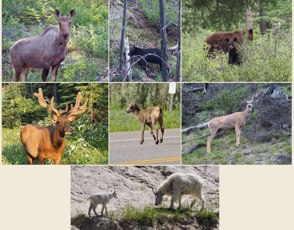 Faune diversifiée du parc national de Jasper